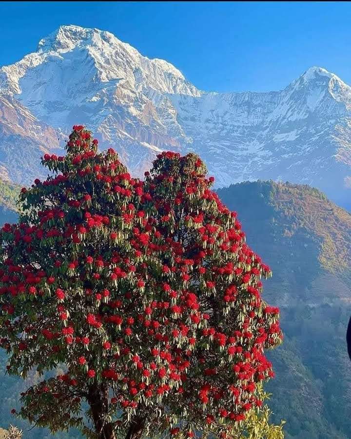 Royal Nepal Grand Tour